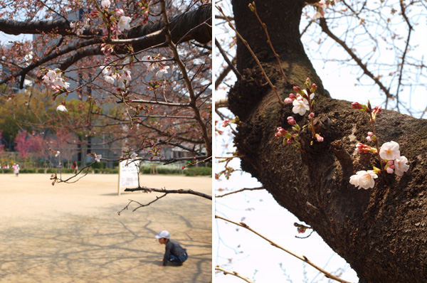 靱公園の桜