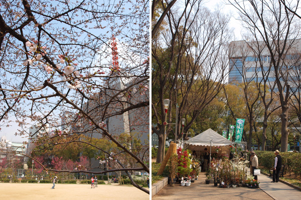 靱公園の桜