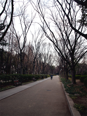 靱公園の桜