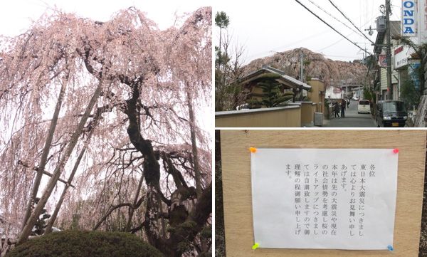大阪府和泉市若樫町の一本桜
