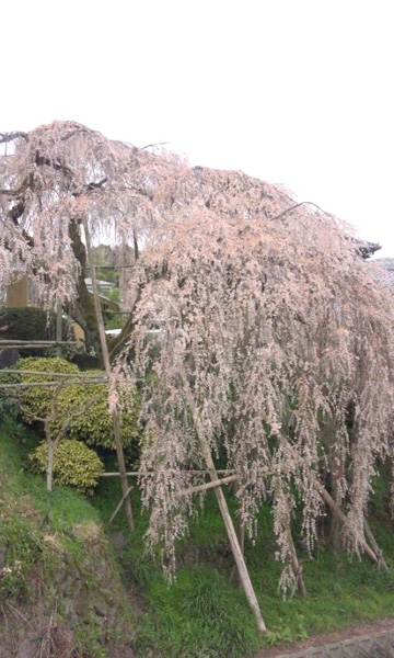 15メートル以上の落差に沿って垂れ下がる桜