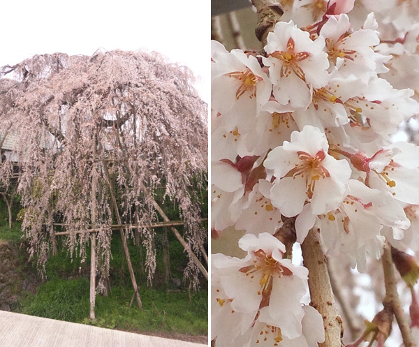 垂れ枝の形と花の形