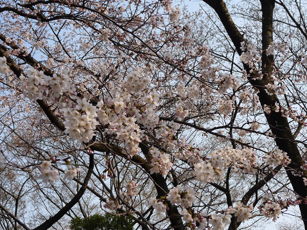 代々木公園の桜