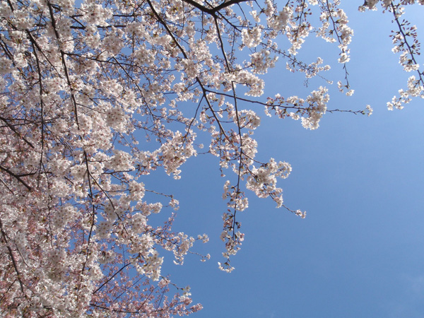 有栖川宮記念公園の桜