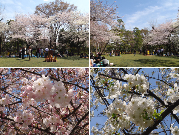 有栖川宮記念公園の桜