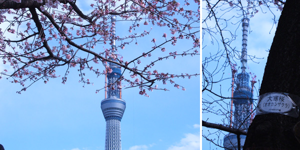 大寒桜とスカイツリー