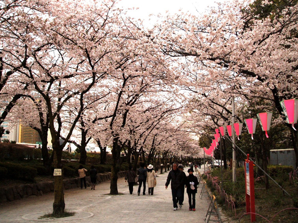 墨田公園さくらアーチ