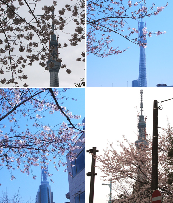 桜とスカイツリー