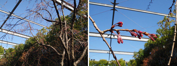 日比谷花壇本社屋上の枝垂れ桜の蕾