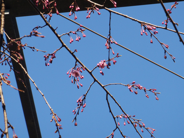 日比谷花壇本社屋上の枝垂れ桜