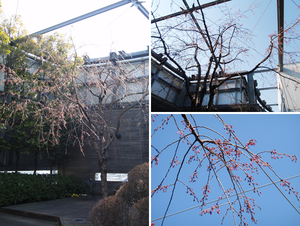 日比谷花壇本社屋上の枝垂れ桜