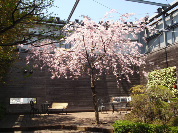 日比谷花壇本社屋上の枝垂れ桜