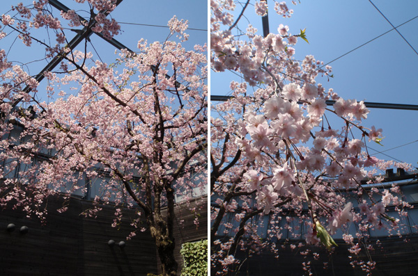 日比谷花壇本社屋上の枝垂れ桜