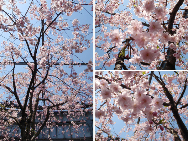 日比谷花壇本社屋上の枝垂れ桜