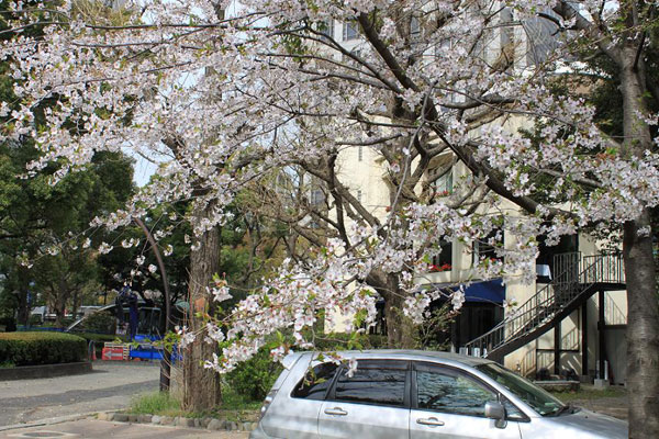 日比谷公園のソメイヨシノ