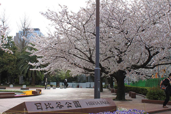 日比谷公園のソメイヨシノ