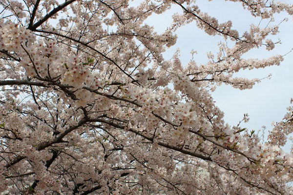 日比谷公園のソメイヨシノ