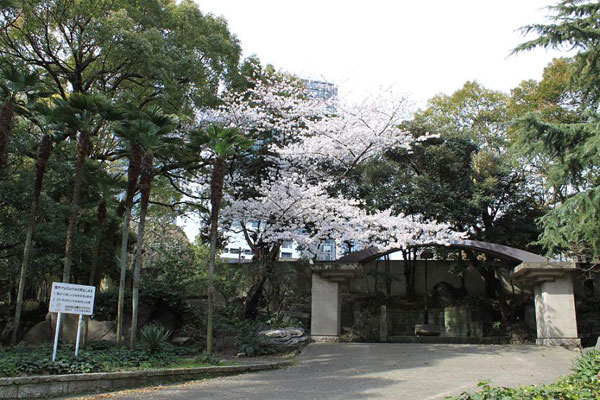 日比谷公園のソメイヨシノ