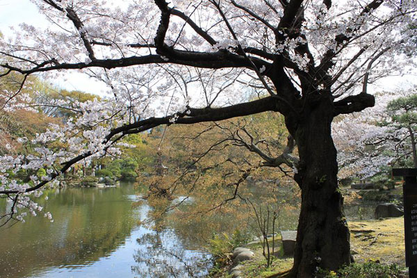 日比谷公園のソメイヨシノ