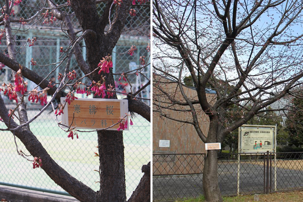 寒緋桜と大寒桜