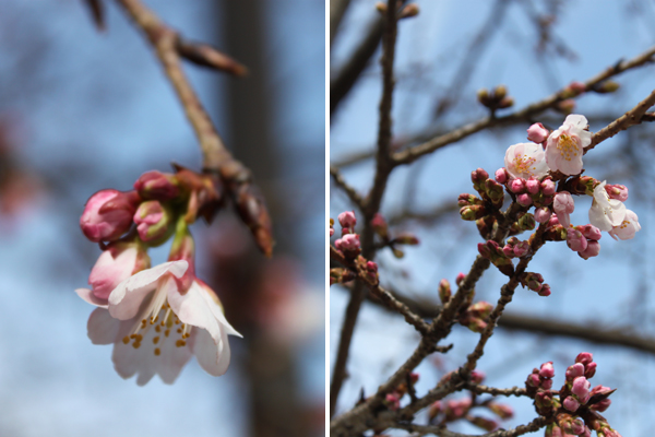 桜