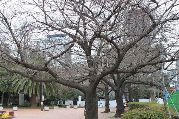 日比谷公園の桜だより