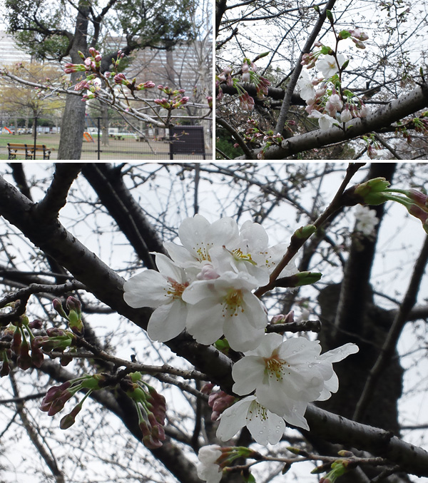 日比谷公園のソメイヨシノ