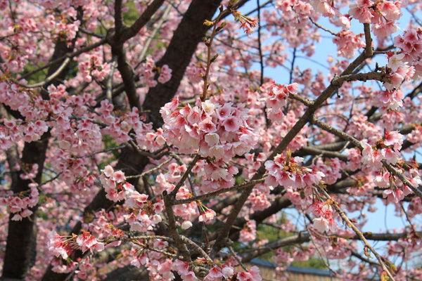 日比谷公園の大寒桜