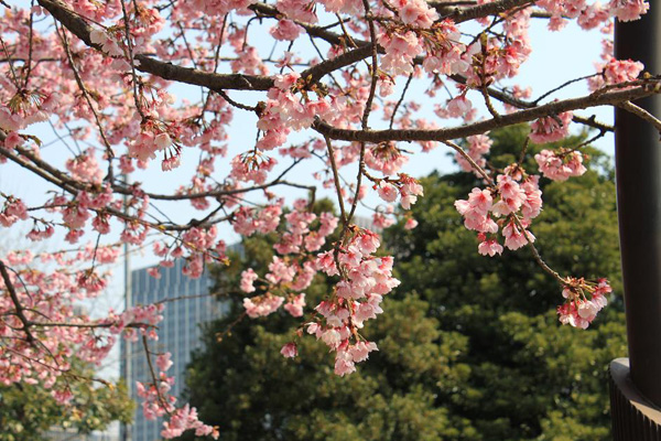 日比谷公園の大寒桜