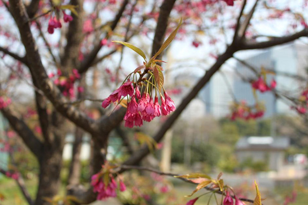 寒緋桜（かんひざくら）