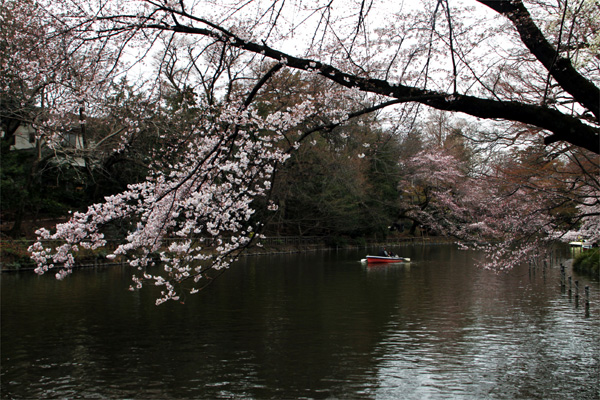 井の頭恩賜公園の桜