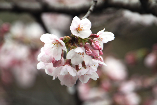 井の頭恩賜公園の桜