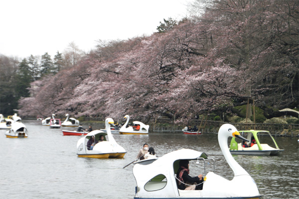 井の頭恩賜公園の桜