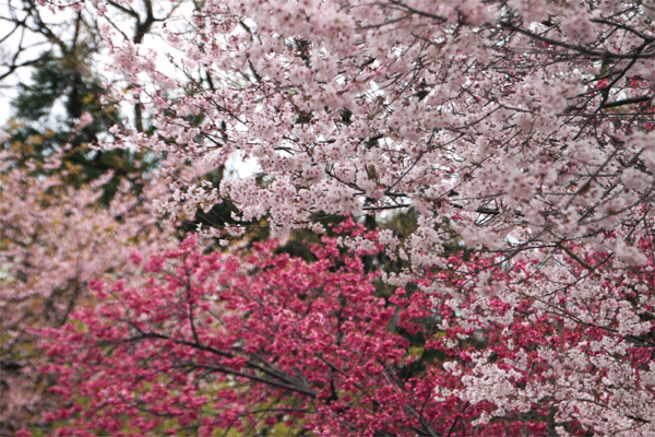 井の頭恩賜公園の桜