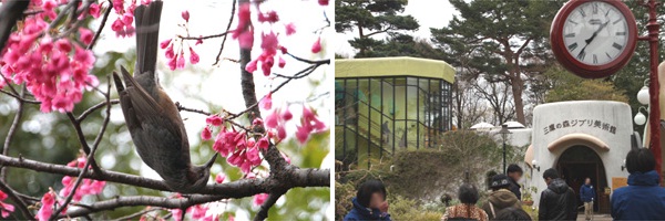 井の頭恩賜公園の桜と三鷹の森ジブリ美術館