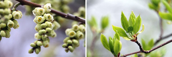 井の頭恩賜公園の木々の花芽
