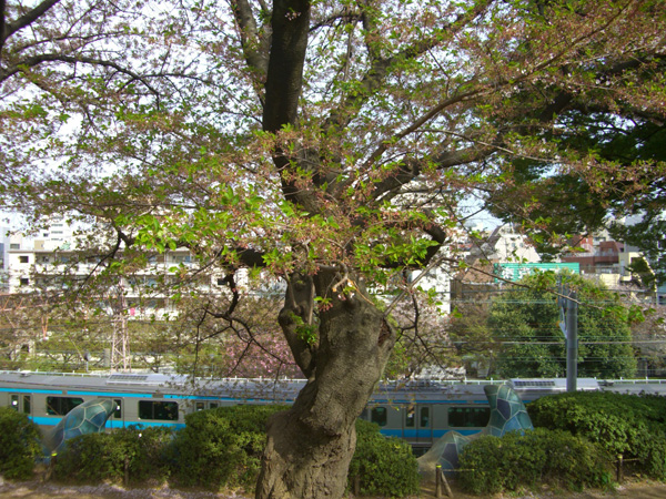 葉桜になったソメイヨシノ