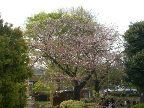 ソメイヨシノ