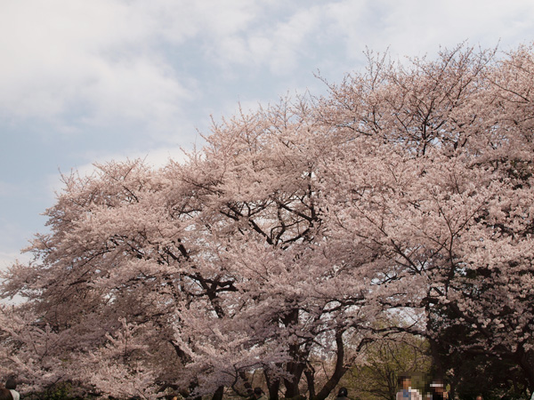 砧公園の桜