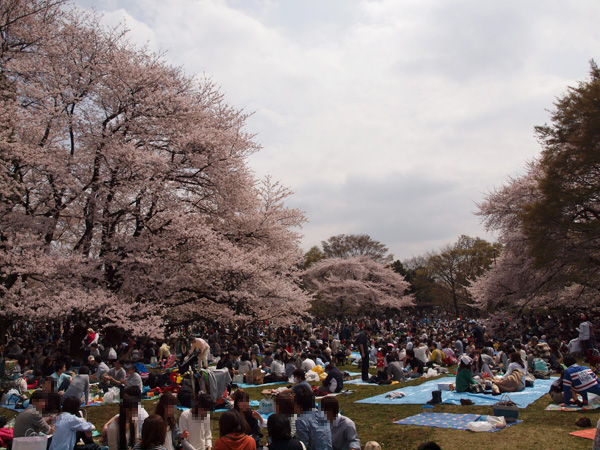 砧公園の桜