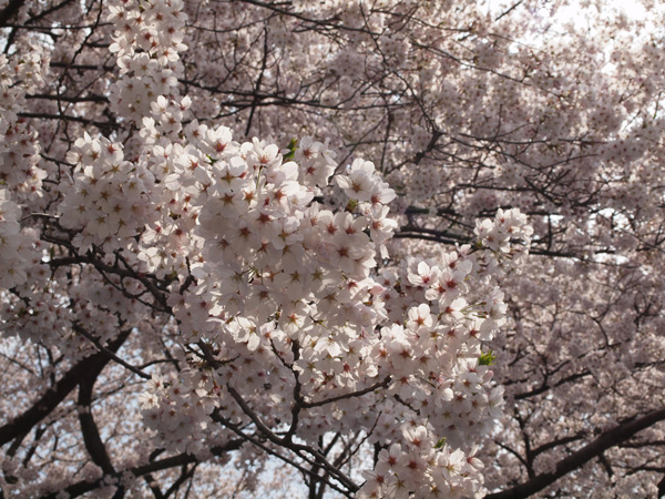 砧公園の桜