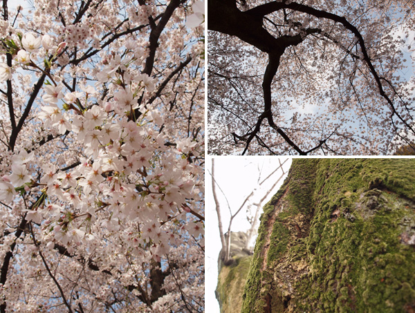 砧公園の桜