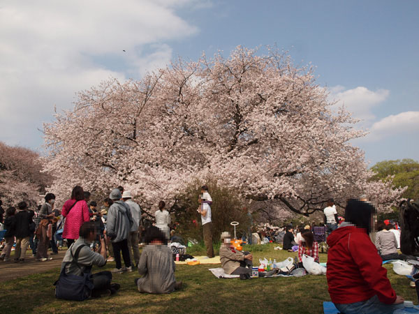 砧公園の桜