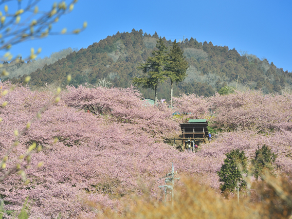 松田山西平畑公園