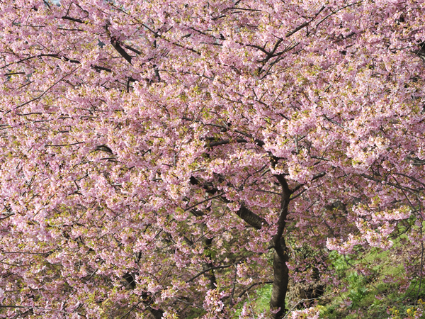 河津桜