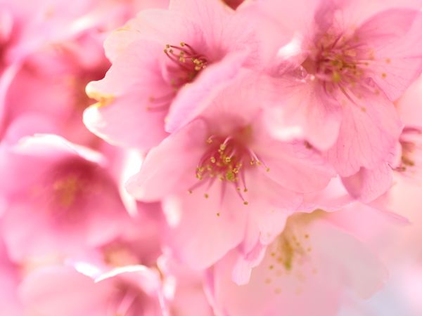 満開の河津桜