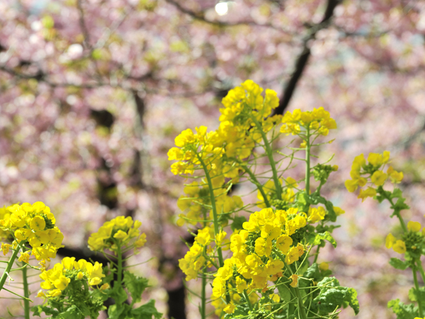 河津桜と菜の花
