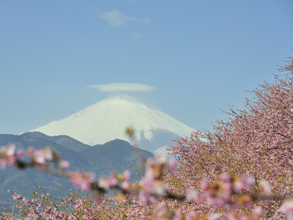 河津桜と富士山