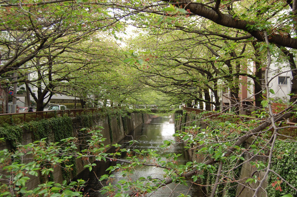 目黒川の桜