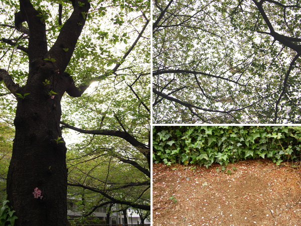 目黒川の桜